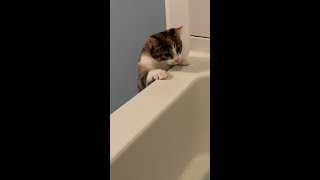 Life of a Kitten - Bath Tub Adventures #shorts