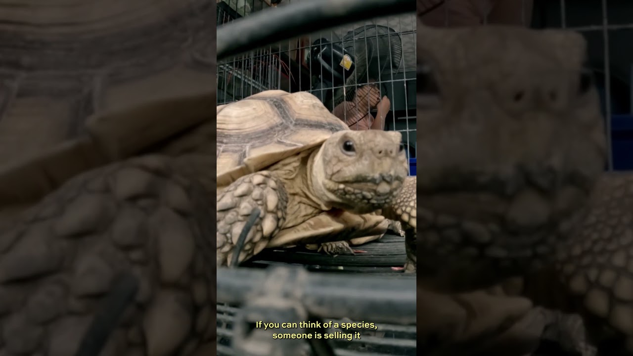 SEIZURE | Award Winning Wildlife Trafficking Documentary Teaser