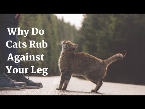 Why Do Cats Rub Against Your Leg