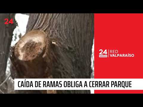 Caída de ramas obliga a cerrar parque en Limache | 24 Horas - Red Valparaíso