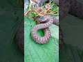 Rare Smooth Snake Coronella Austriaca Snapping Shorts Snake