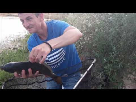 Pecanje Čortana i Babuške na hranjenom mestu! Fishing in a fed place !