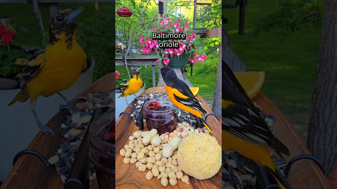 Dinner at Le Chirp-cuterie #birds #birdfeeder #birdwatching #nature #relaxing #charcuterie - YouTube