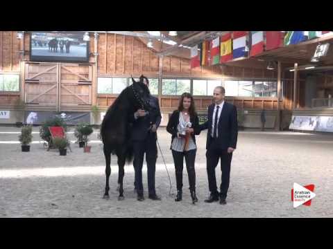 2nd PLACE-N.18 DALIA J - DEAUVILLE 2015 - Junior Fillies Championship (Class 18)