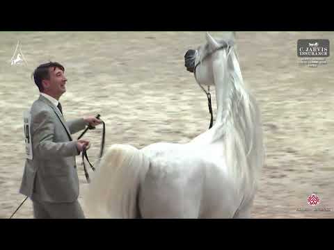 N 124 D SERAJ   World Arabian Horse Championship 2024   PARIS   Senior Males   Section B Class 6B