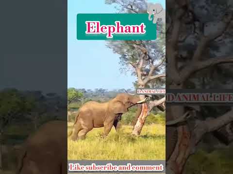 Elephant power |Elephant sound #animals #wildlife #shorts #viral #ytshorts