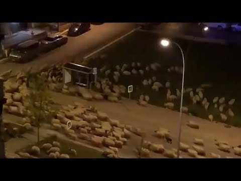 , title : 'Hundreds of sheep overrun Turkish city during  lockdown | Grazing & walking through the streets'