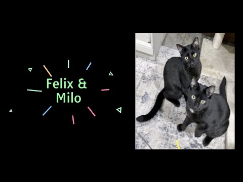 Felix and Milo, an adoptable Domestic Short Hair in Kew Gardens, NY_image-1