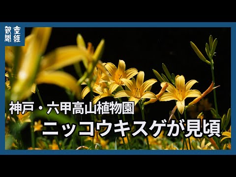 園芸 カンゾウ、ニッコウキスゲ