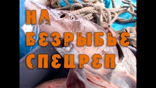 Осетр где водится в россии