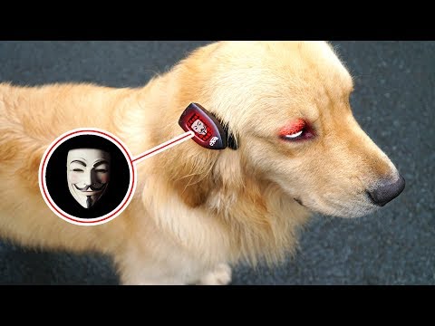 UNSER HUND LUCKY HAT GAME MASTER CHIP IM OHR !!!