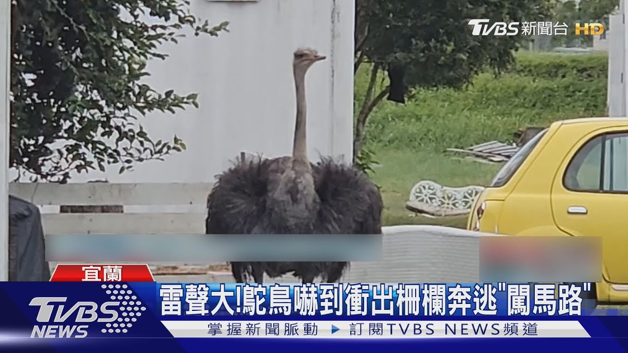 雷聲大!颱風夜鴕鳥「罔市」衝出柵欄 闖馬路狂奔10KM