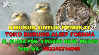 Download lagu Suara Pikat Mp3 Anak Burung Cendet ~ Suara Anak Burung Cendet mp3
