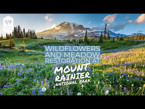 Wildflowers and Meadow Restoration at Mount Rainier National Park