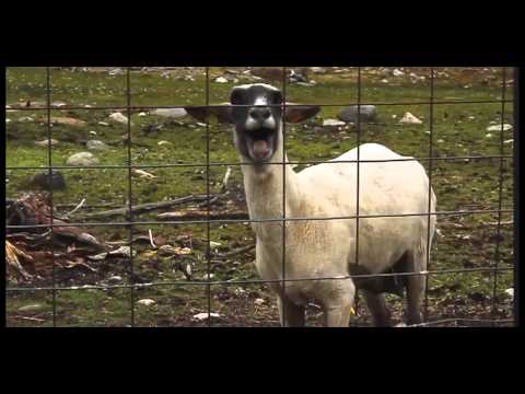 I Will Always Love You - (Goat Version)