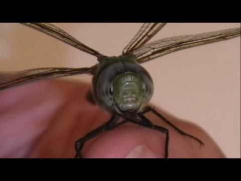 Extreme Dragonfly Closeup