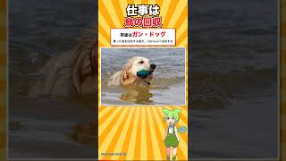 【犬種シリーズ #12】人気ベスト11で唯一の大型犬｜ゴールデン・レトリーバー