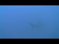 Scallop Hammerhead Sharks in Group sighting in Swallow Reef, May 2013