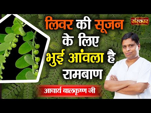 Bhui amla phyllanthus niruri, grade standard: medicine grade