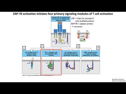 Lecture 4c: T Cell Signaling + Activation