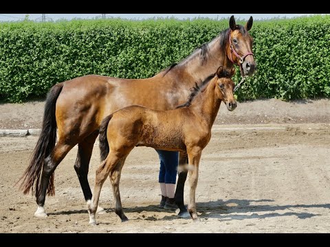 Dream Catcher born the 27th of April 2022 - (Dynamic Dream x Sunny Boy)