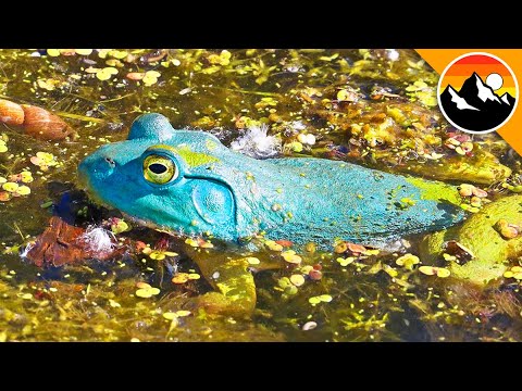 image-What is a Blue Frog called? 