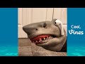 Try Not To Laugh Challenge Funny Shark Try Not To Laugh Challenge Funny Shark