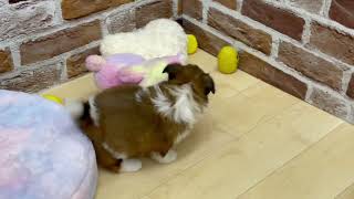 シーズーの動画01