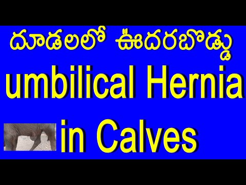 , title : 'UMBILICAL HERNIA IN CALVES'