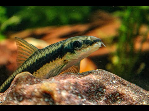 Siamese Algae Eater Ultimate Care Guide | One of the...