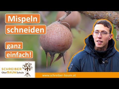 Eine hervorragende Frucht! Die Mispel - Schnitt und Anbautipps für Mispelbäume
