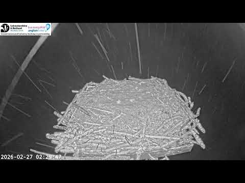 LRWT - Manton Bay Ospreys Live Webcam (Wide Angle)