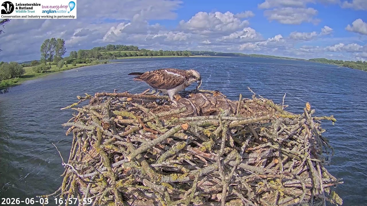 Live webcam view of Osprey Nest on Manton Bay Reservoir