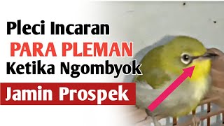 Download lagu The advantages of early-stage Pleci birds (bereng) that make them sing faster? Prospects? mp3 Download lagu The advantages of early-stage Pleci birds (bereng) that make them sing faster? Prospects? mp3