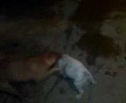 pit bull x vira lata