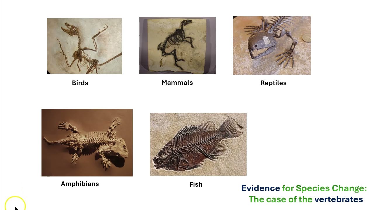 Evidence for Vertebrate Evolution