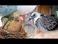 We secretly raised PIGEONS for 8 months. Here’s what happened...