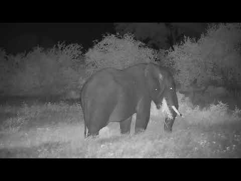 Djuma: Two Elephants come for a little night time water play and feeding - 20:13 - 01/20/21