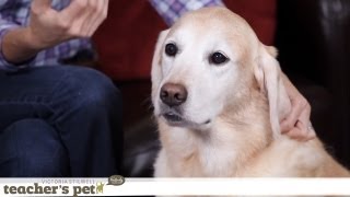 How to Combat Your Dog's Boredom | Teacher's Pet With Victoria Stilwell