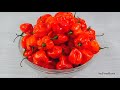 quick and easy habanero pepper preserving tips