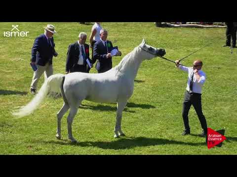 N.56 EK NATHICE - Strohen 2018 C European