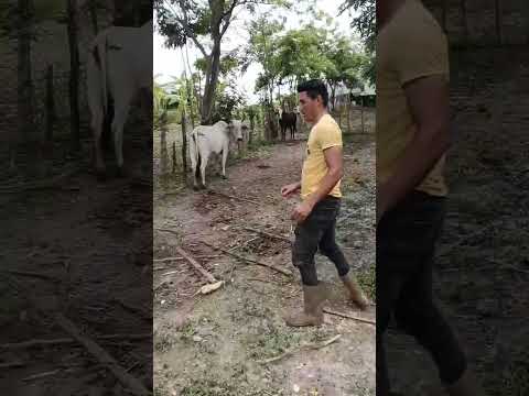 El valle de la Tarasca. San Sebastián de los Reyes. Edo. ARAGUA.