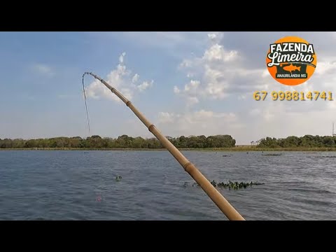A MANEIRA MAIS FÁCIL PARA PESCAR MUITO TUCUNARÉ, ANAURILANDIA MS 