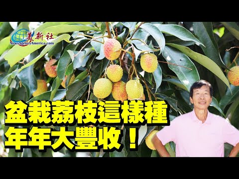 荔枝樹 種植