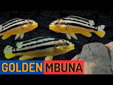 Golden Mbuna — Melanochromis auratus care guide