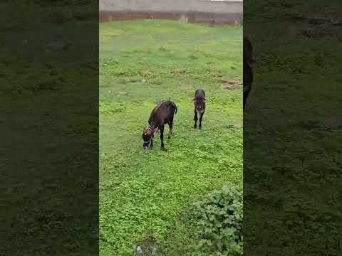 mãe d'água de dentro sertão da Paraíba