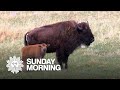 Nature: Bison in South Dakota