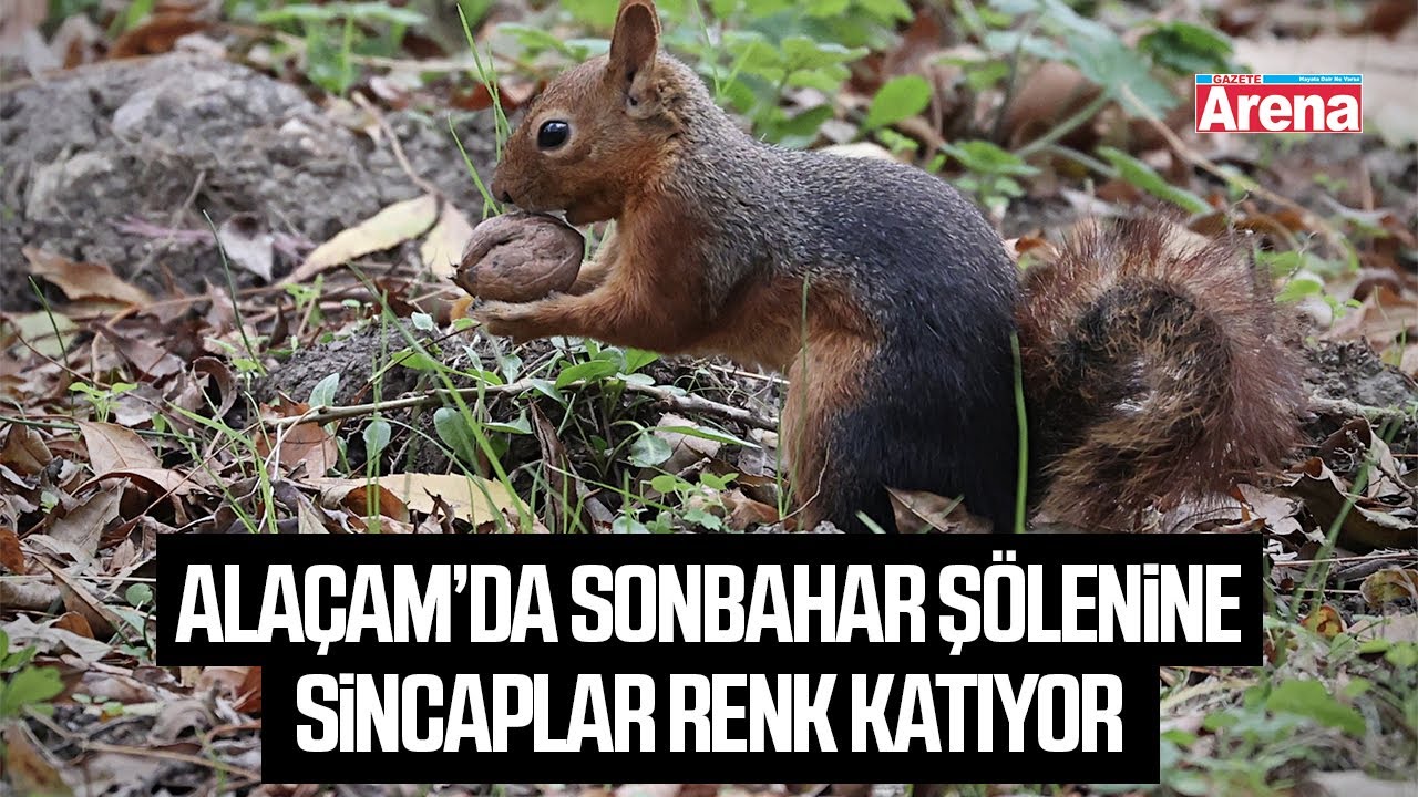 Alaçam’da sonbahar şölenine sincaplar renk katıyor