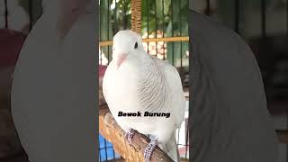 Download lagu Perkutut Putih Gacor Suara Besar mp3