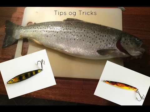 Tips og tricks til Havørred fiskeri